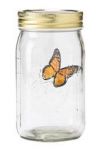 motyl